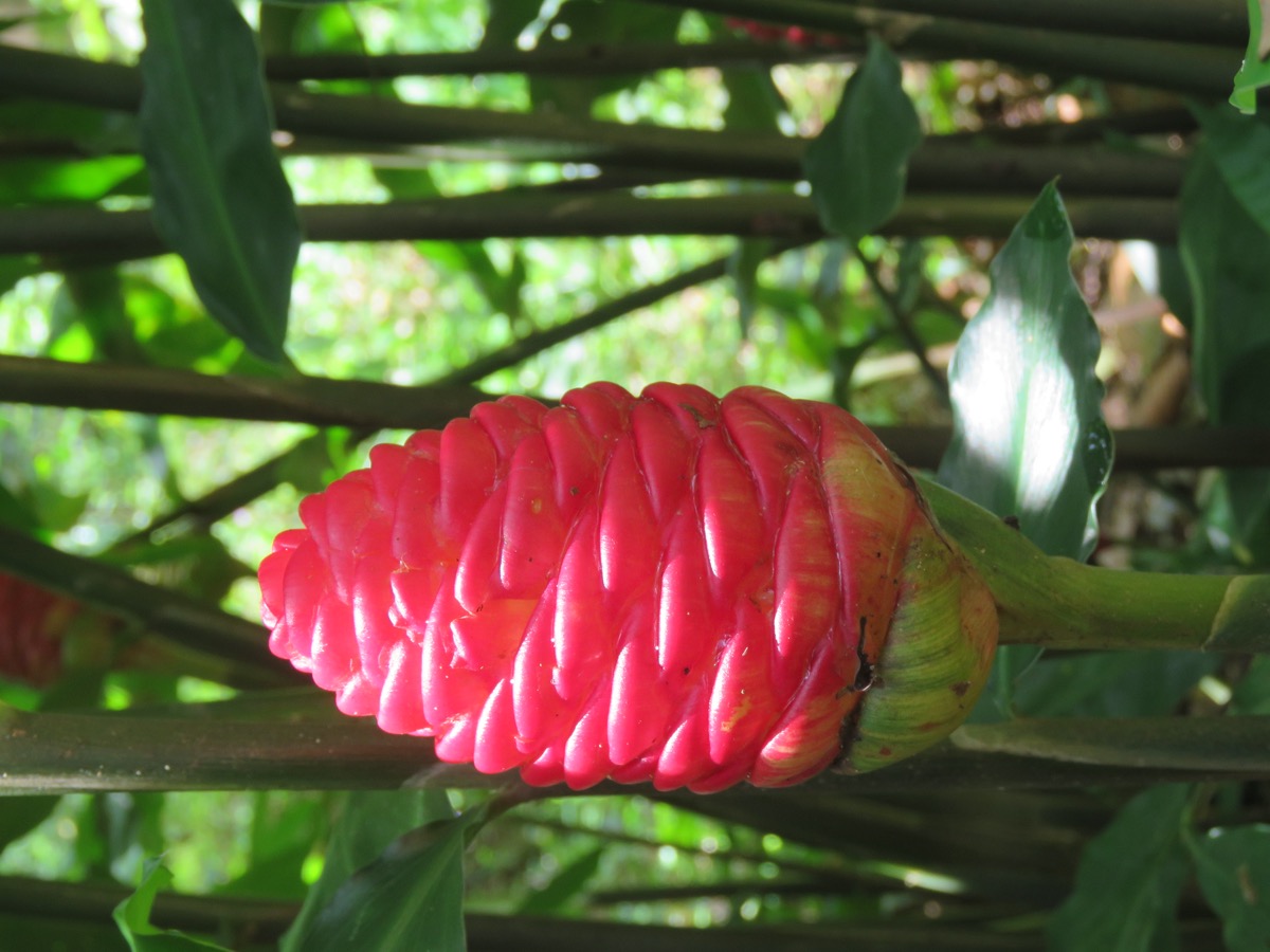 Awapuhi plant growing in Southwest Georgia